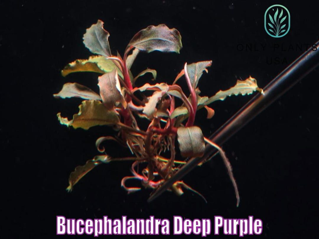 Bucephalandra Deep Purple From Only Plants USA Live Aquatic Plant Freshwater Fish Tank Natural Algae Control Fish Habitat Shrimp Aquarium - Etsy Bucephalandra Deep Purple From Only Plants USA Live Aquatic Plant Freshwater Fish Tank Natural Algae Control Fish Habitat Shrimp Aquarium - Etsy