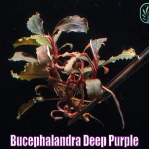 Bucephalandra Purple - Etsy