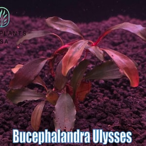 May include: A close-up of a Bucephalandra Ulysses plant with reddish-brown leaves and stems. The plant is set against a dark, textured background. The text "Bucephalandra Ulysses" is displayed at the bottom.