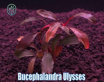 Bucephalandra Hades - Live Aquatic Plants - Only Plants USA - Etsy