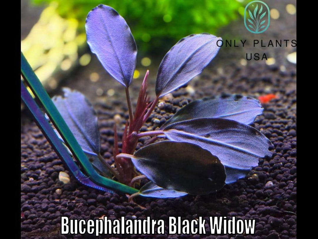 水草 Bucephalandra sp. Black widow (NP) Bucephalandra Black Widow Live Aquatic Plants From Only Plants USA