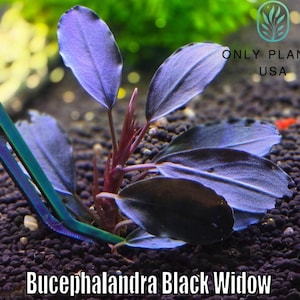 Bucephalandra Black - Etsy