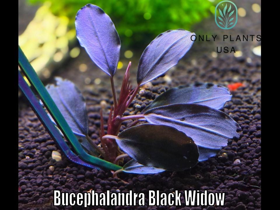 Bucephalandra Black - Etsy