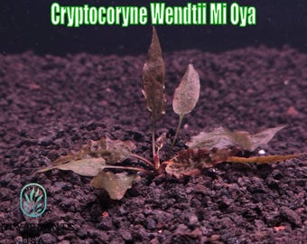Cryptocoryne Wendetii Mi Oya from Only Plants US Alive aquatic plant freshwater fish tank natural algae control fish shrimp habitat aquarium