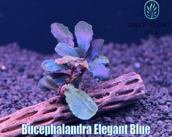 Bucephalandra Elegant Blue From Only Plants USA Live Aquatic Plant