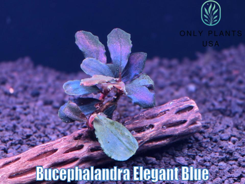 Bucephalandra Elegant Blue From Only Plants USA Live Aquatic
