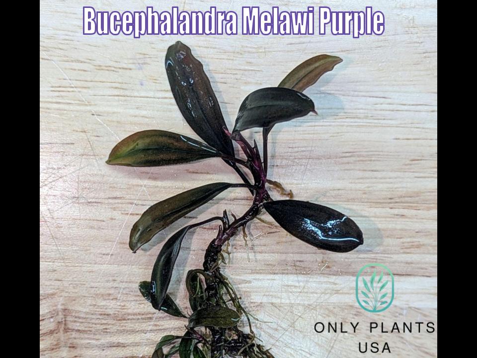 Bucephalandra Melawi Purple From Only Plants USA Live Aquatic
