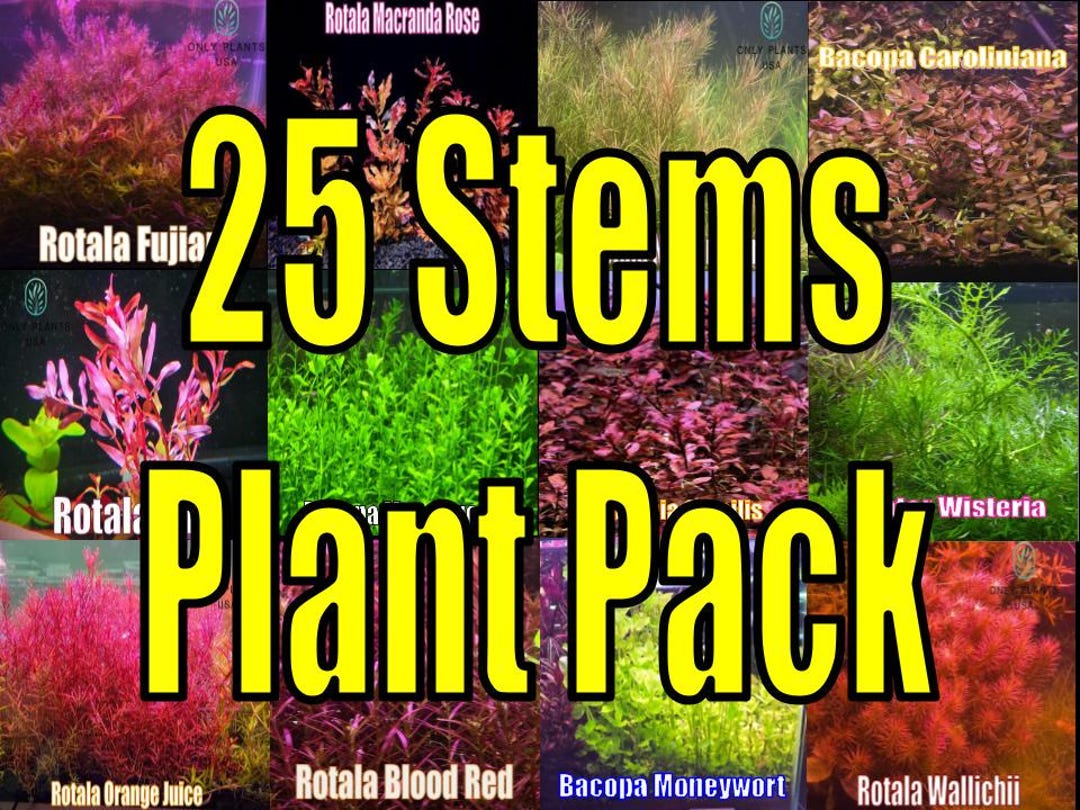 25 Stems Plant Pack From Only Plants USA Live Aquatic Plant Freshwater ...