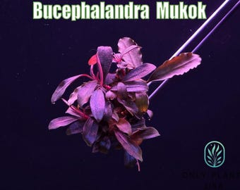 Bucephalandra Mukok From Only Plants USA Aquarium Plants Live