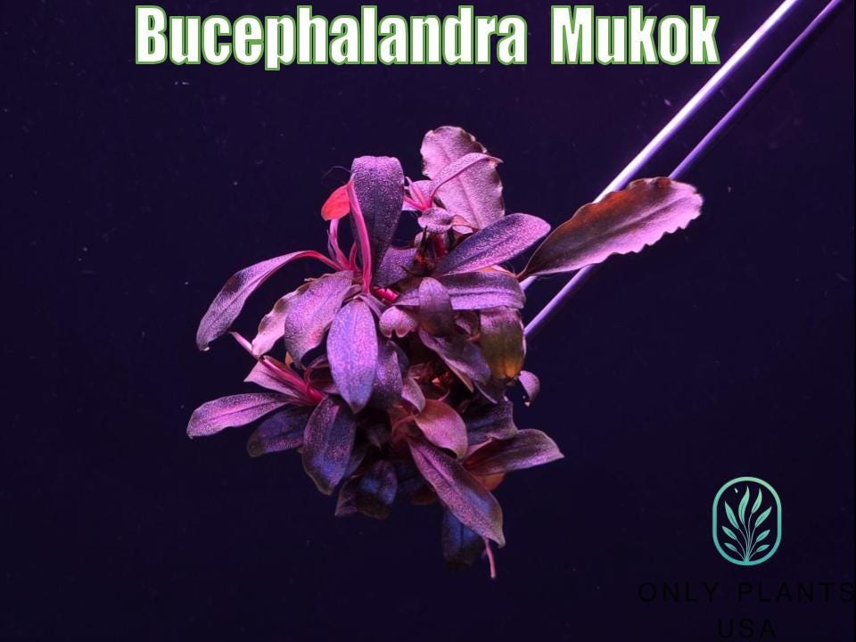 Bucephalandra Mukok From Only Plants USA Aquarium Plants Live