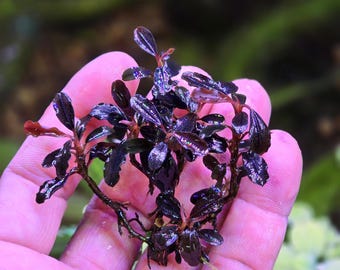 Bucephalandra Brownie Ghost 2015 From Only Plants USA Aquarium