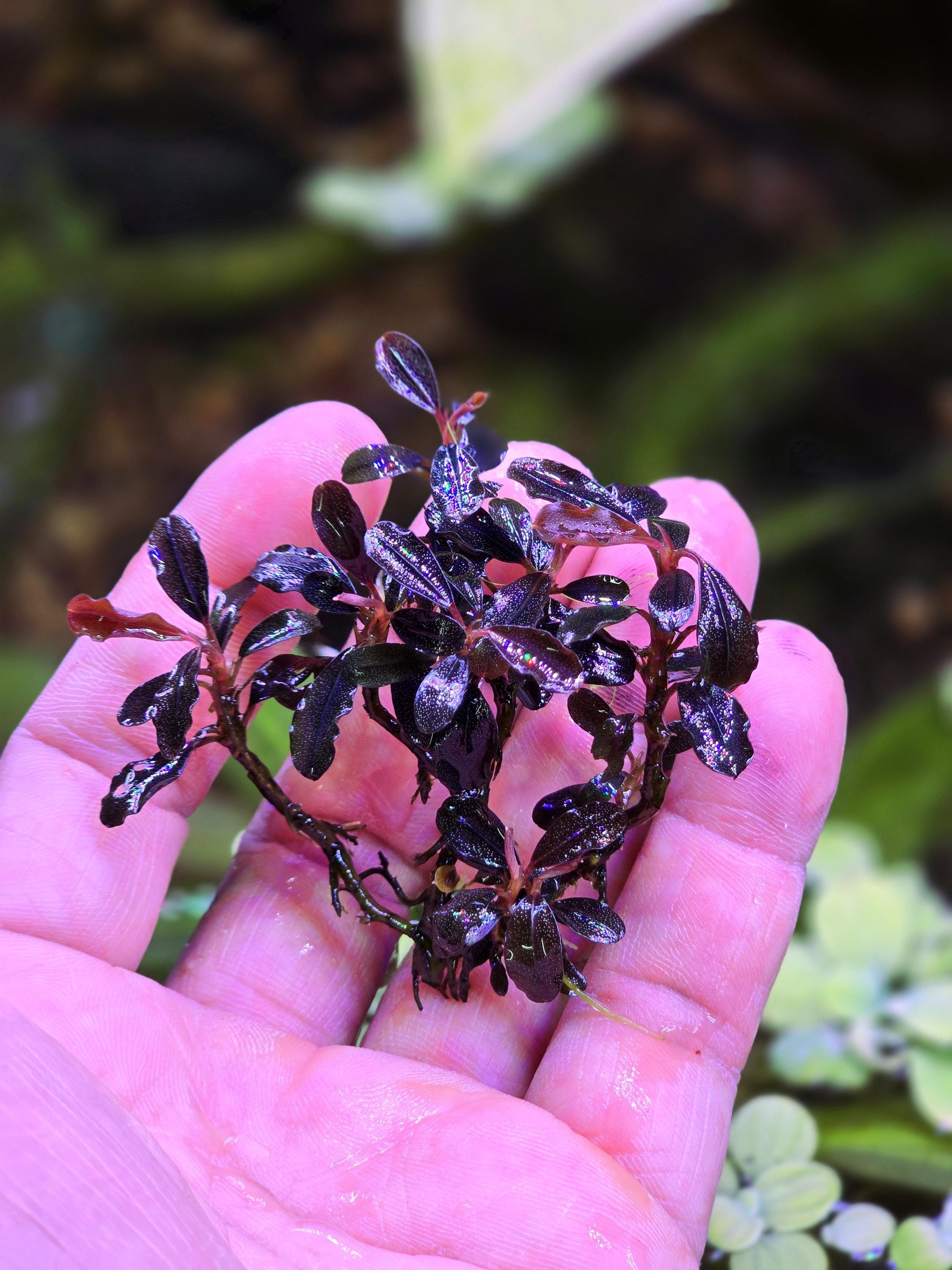 Bucephalandra Brownie Ghost 2015 From Only Plants USA Aquarium