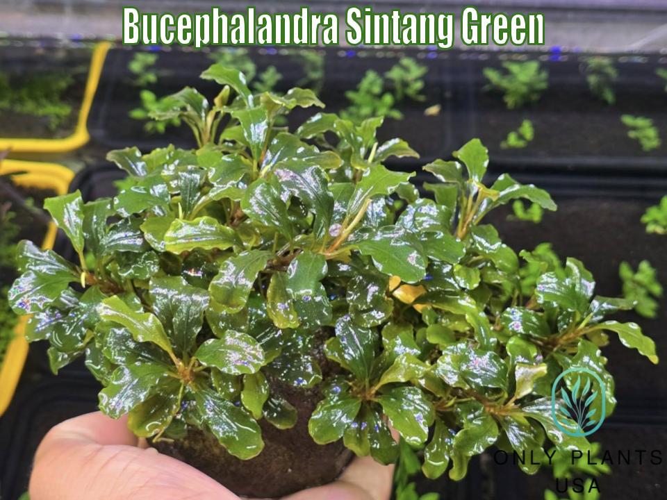 Bucephalandra Sintang Green From Only Plants USA Live Aquatic