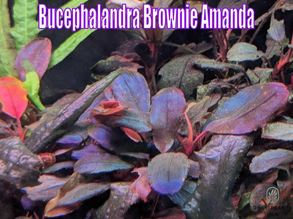 Rare Bucephalandra - Etsy