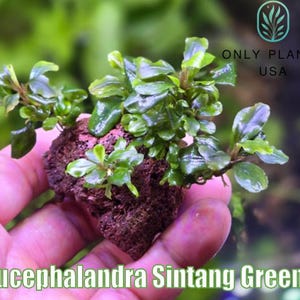 【HW便】Bucephalandra sp.\