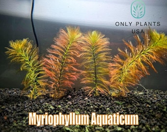 Myriophyllum Aquaticum from Only Plants USA Parrot’s Feather Parrot Feather Watermilfoil live aquatic plant parrots feather healthy tank