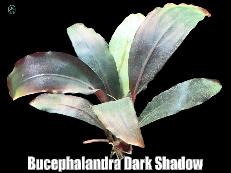 Bucephalandra Black - Etsy