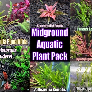 Midground Aquatic Plant Pack live aquatic plant freshwater fish tank natural algae control fish habitat shrimp aquarium aquascape ecosystem