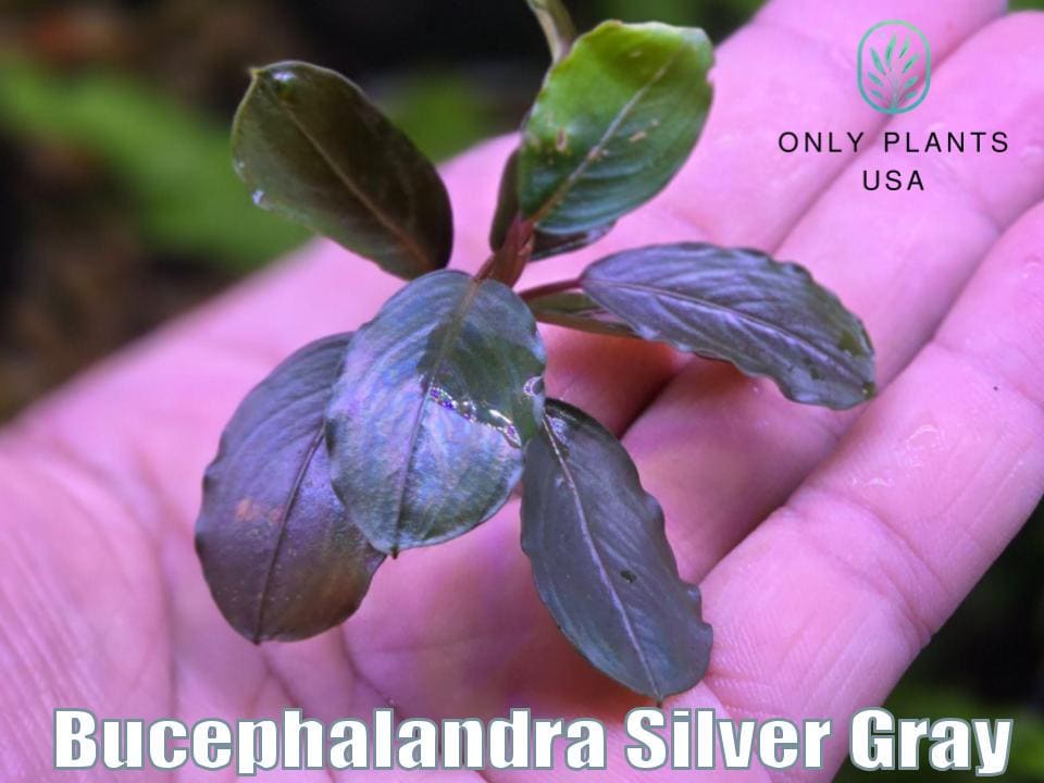 水草 Bucephalandra sp.Silver Gray 水草 Bucephalandra sp.