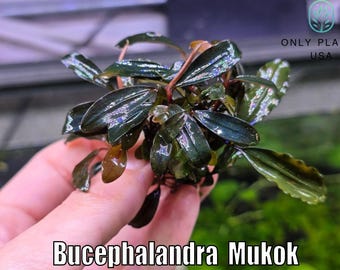 Bucephalandra Mukok From Only Plants USA Aquarium Plants Live