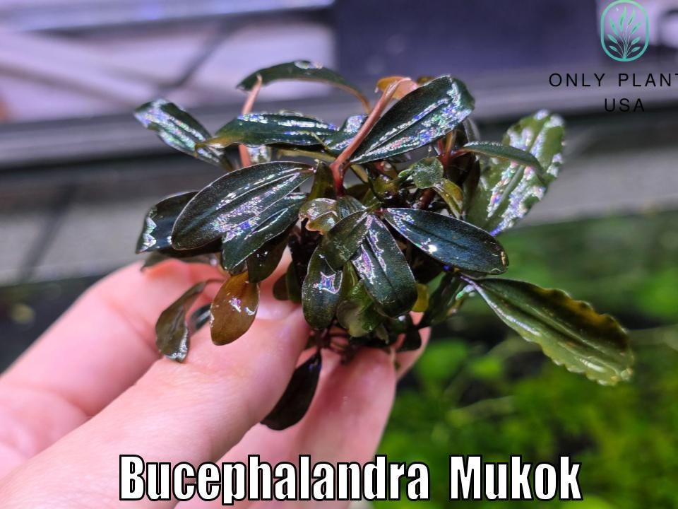 Bucephalandra Mukok From Only Plants USA Aquarium Plants Live