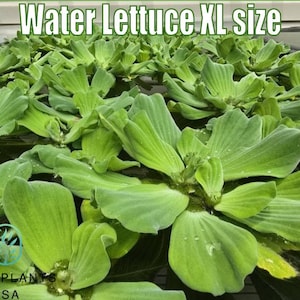 Water Lettuce XL by Only Plants live water lettuce floating plant aquatic water lettuce plant pistia natural pond filter extra large water