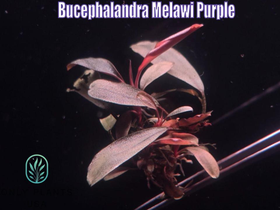 Bucephalandra Melawi Purple From Only Plants USA Live Aquatic