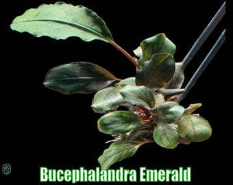 Bucephalandra Emerald from Only Plants USA live aquatic plant freshwater fish tank natural algae control fish habitat aquarium rare plant