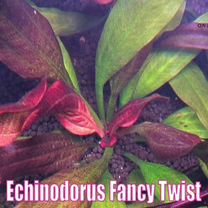 May include: Close-up of an aquatic plant, Echinodorus Fancy Twist, with vibrant red and green leaves. The plant has a central cluster of deep red leaves surrounded by broader, green leaves. The text "Echinodorus Fancy Twist" is displayed at the bottom.