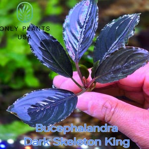 May include: A Bucephalandra Dark Skeleton King aquatic plant with dark, glossy, elongated leaves featuring prominent veins and serrated edges. The text ONLY PLANTS USA and Bucephalandra Dark Skeleton King is printed on the image.