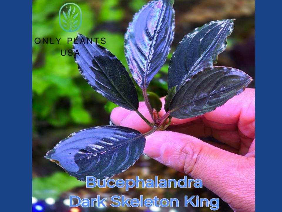Bucephalandra Dark Skeleton King From Only Plants USA Rare Live