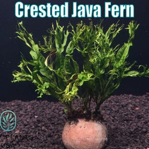 May include: A Crested Java Fern plant with vibrant green fronds, displayed in a round, light brown pot. The plant is set against a dark background with a bed of dark gravel. The text "Crested Java Fern" is at the top.