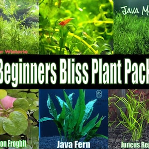 Beginners Bliss Plant Pack live aquatic plant freshwater fish tank natural algae control fish habitat shrimp aquarium aquascape ecosystem