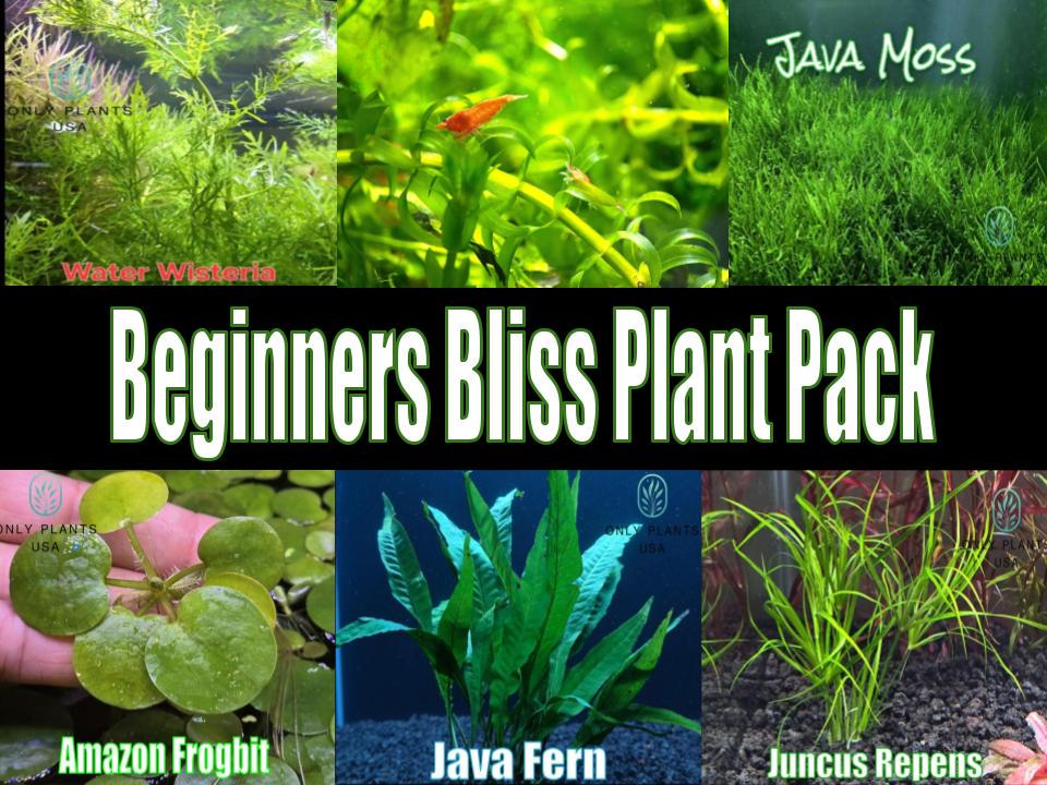 banana water plant Banana Plant – Nymphoides aquatica Live Aquarium Plant – Your Fish Stuff main image 0
