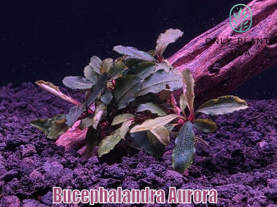 ブセファランドラ sp キプリス（KN便） Bucephalandra sp.