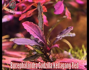 Bucephalandra Godzilla Kedagang Red fromOnly Plants USA aquarium plants live aquatic plant freshwater fish tank natural algae control fish