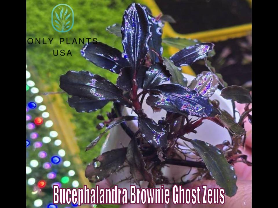 Bucephalandra Brownie Ghost Zeus From Only Plants USA Live Aquatic
