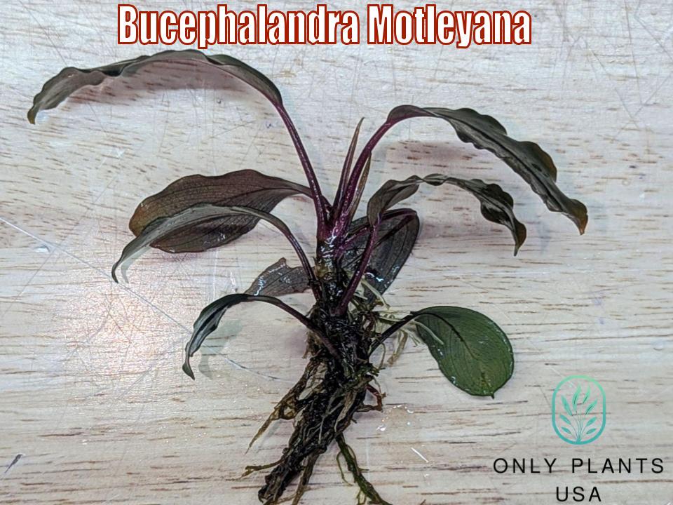 Bucephalandra Motleyana From Only Plants USA Live Aquatic Plant