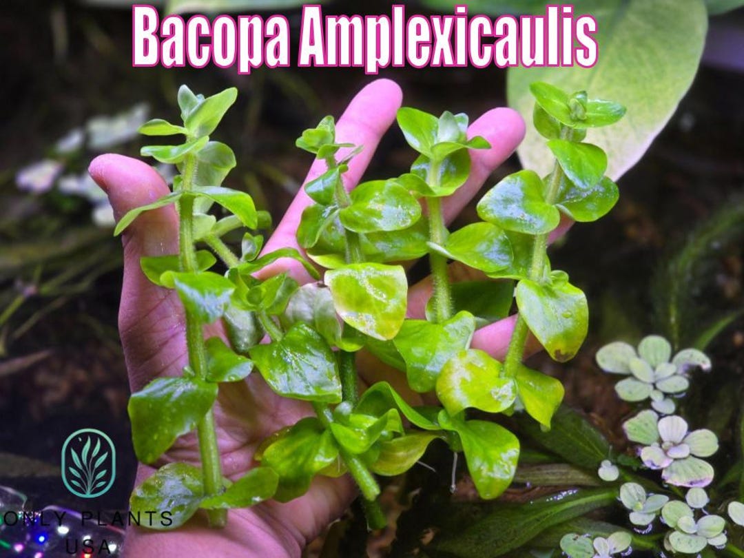 Picture of Bacopa Amplexicaulis Only Plants USA Live Aquatic Plant Freshwater Fish ...