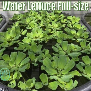 Water Lettuce BULK quantity Full-Size by Only Plants live water lettuce floating plant aquatic water lettuce plant pistia stratiotes natural