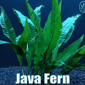 May include: A vibrant green Java Fern plant with long, textured leaves. The plant is set against a dark blue background, with the text "Java Fern" at the bottom and "ONLY PLANTS USA" in the upper right corner.