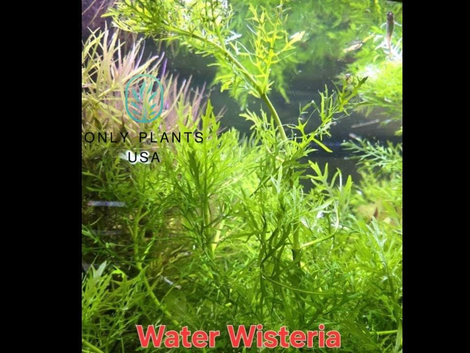 View of Beginners Aquatic Plant Pack Live Aquatic Plant Freshwater Fish Tank ...
