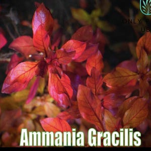 Ammania Gracilis from Only Plants USA live aquatic plant freshwater fish tank natural algae control fish habitat shrimp aquarium aquascape