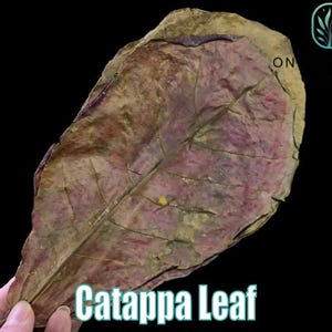 Catappa Leaf Catappa Leaves aquarium hobby planted tank natural freshwater Indian Almond Leaf tannins shrimp tank healthy fish tank health