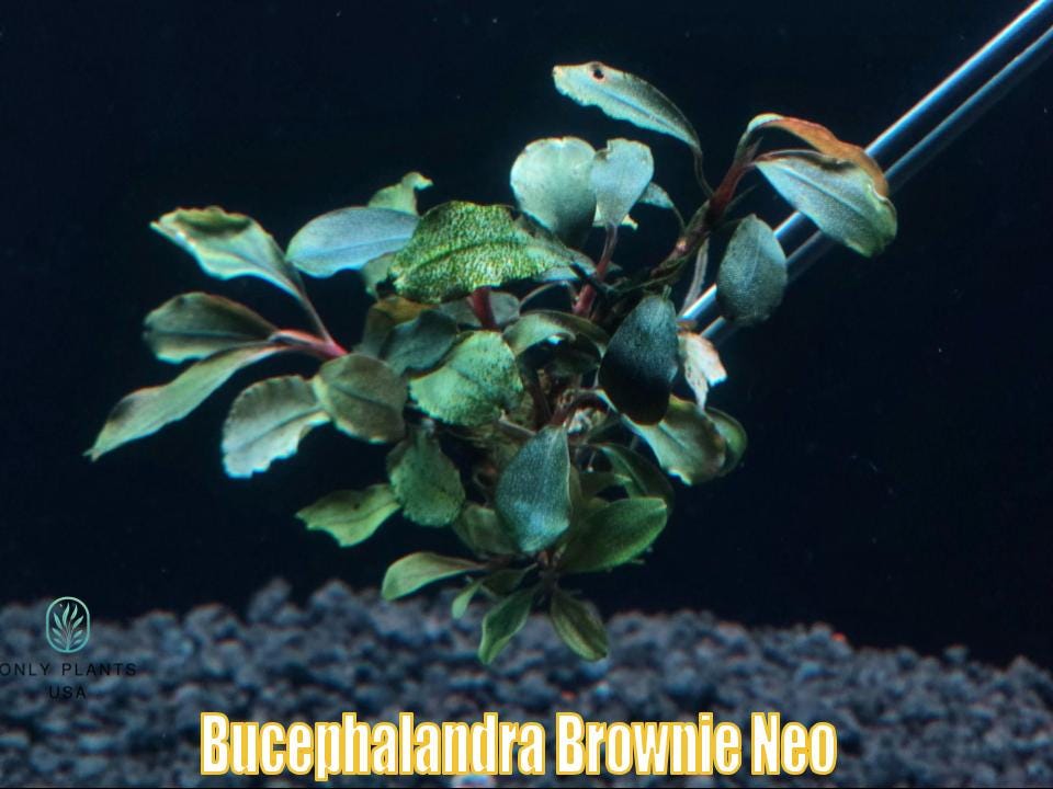 Bucephalandra Brownie Neo From Only Plants USA Live Aquatic Plant