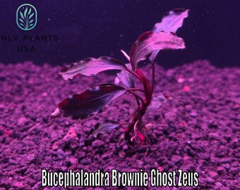 Bucephalandra Brownie Ghost Zeus From Only Plants USA Live Aquatic