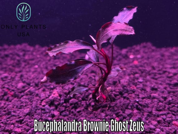 Bucephalandra Brownie Ghost Zeus From Only Plants USA Live Aquatic