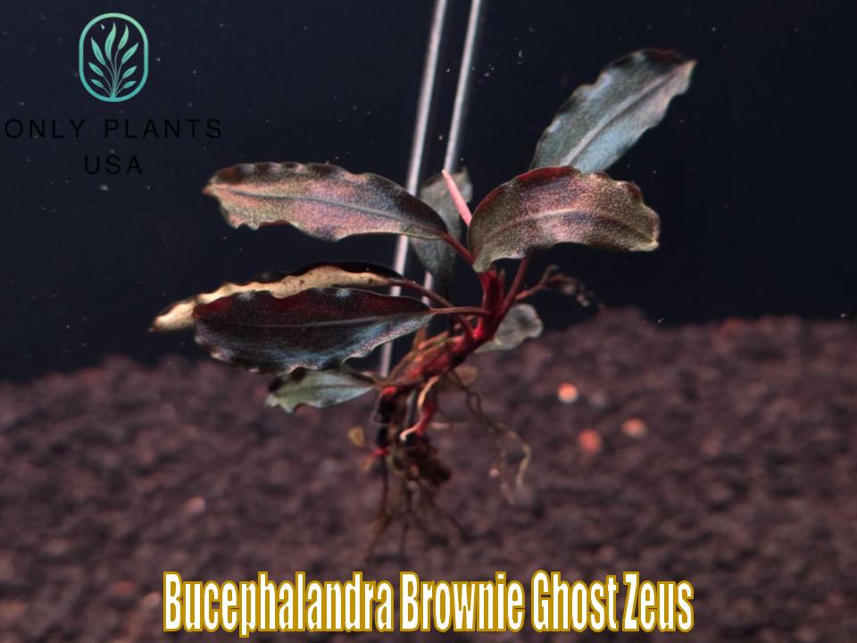 【水中葉】Bucephalandra sp. Ghost Kalimantan Bucephalandra Brownie Ghost Zeus From Only Plants USA Live Aquatic