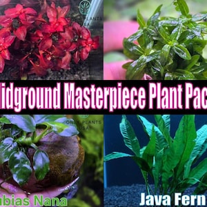 Midground Aquatic Plant Pack live aquatic plant freshwater fish tank natural algae control fish habitat shrimp aquarium aquascape ecosystem