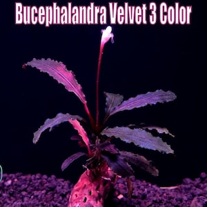 May include: A close-up of a Bucephalandra Velvet 3 Color plant. The plant has dark green and purple leaves with a red stem and a small white flower. The plant is on a dark background.